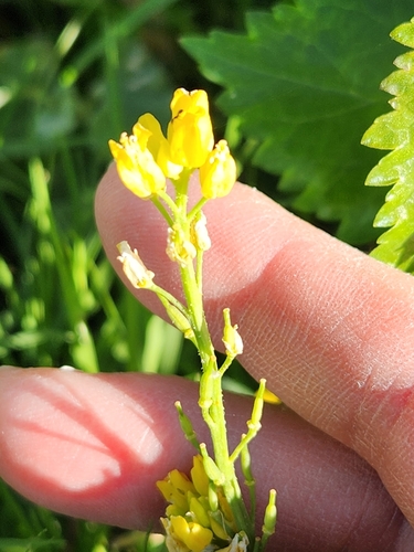Spreading Yellowcress (Rorippa sinuata)