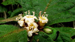 Cordia nodosa