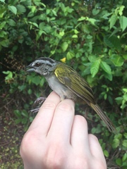 Arremonops chloronotus