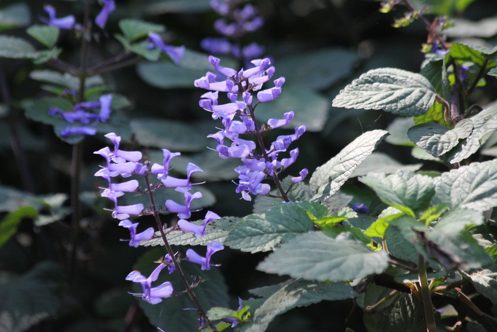 Plectranthus zuluensis — a medium houseplant, prefers partial sun light