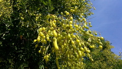 Styphnolobium japonicum