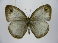 Ypthima albida albida