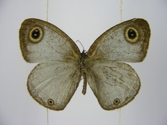 Ypthima albida albida