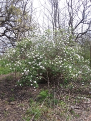 Viburnum carlesii