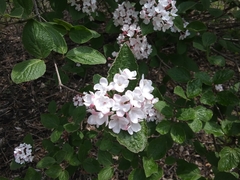 Viburnum carlesii