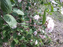 Viburnum carlesii