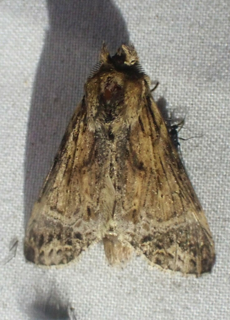 Xylodonta guarana