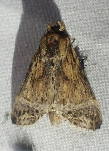 Xylodonta guarana