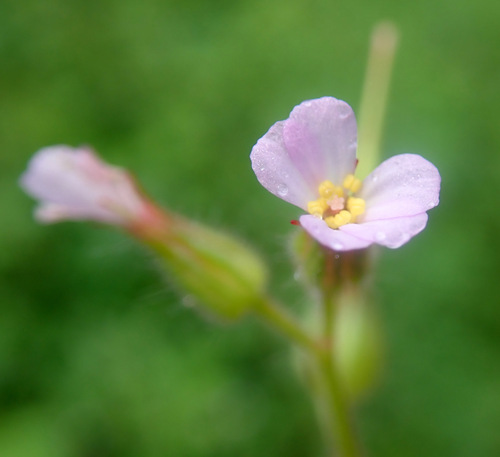 Geranium alboroseum, photograph 3