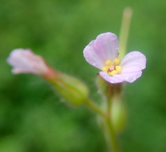 Geranium alboroseum, photograph Thomas Gyselinck, CC BY, iNaturalist via GBIF