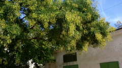 Styphnolobium japonicum