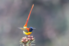 Fire-Tailed Sunbird photo 4