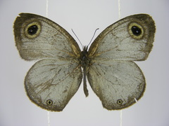 Ypthima albida albida