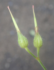 Geranium alboroseum, photograph Thomas Gyselinck, CC BY, iNaturalist via GBIF