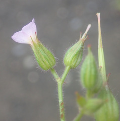 Geranium alboroseum, photograph Thomas Gyselinck, CC BY, iNaturalist via GBIF