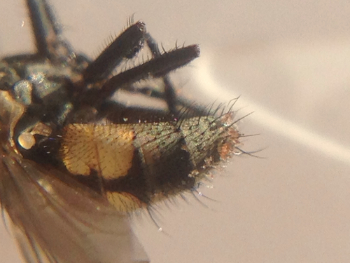 Fanniomyces ceratophorus image