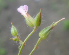 Geranium alboroseum, photograph Thomas Gyselinck, CC BY, iNaturalist via GBIF