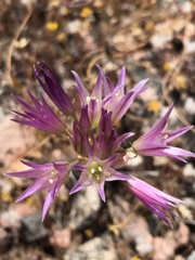 Allium fimbriatum