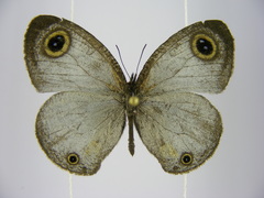 Ypthima albida albida