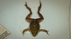 Physalaemus gracilis