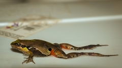 Physalaemus gracilis