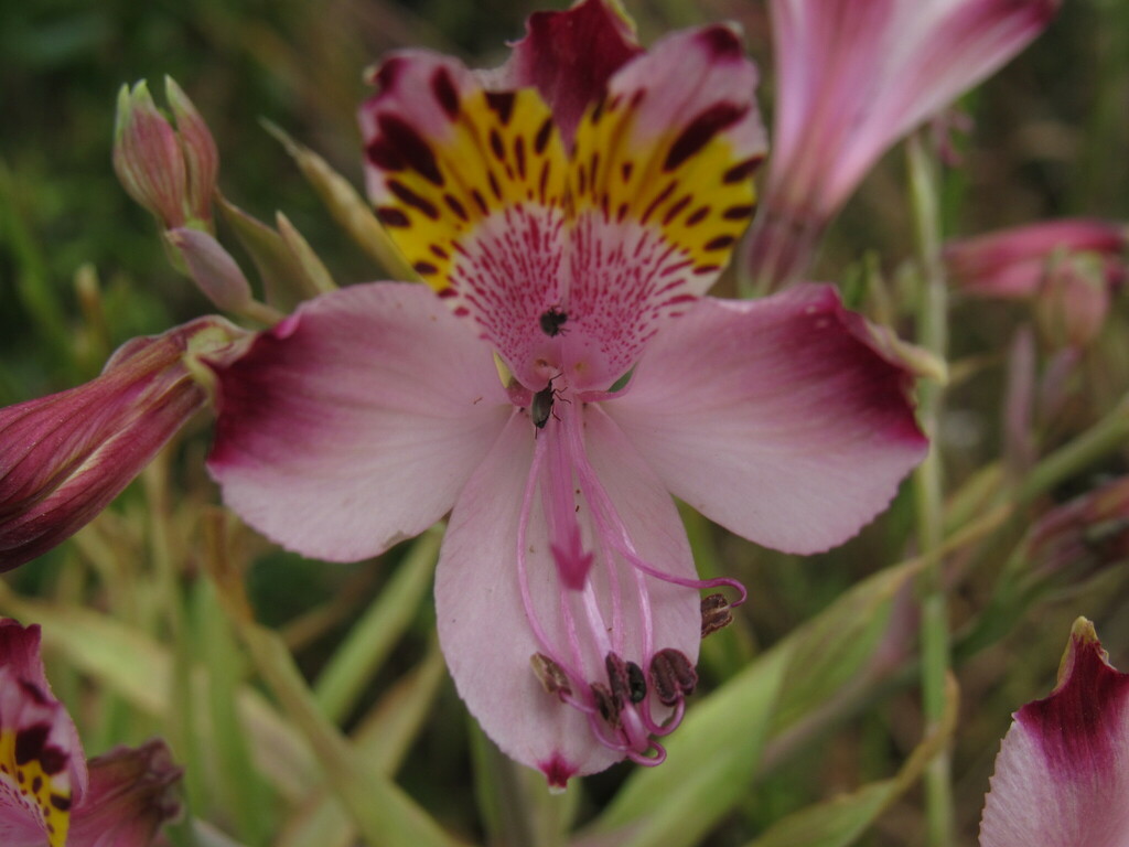 Alstroemeria pulchra pulchra from Valparaíso Province, Valparaíso ...