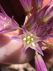 Allium fimbriatum