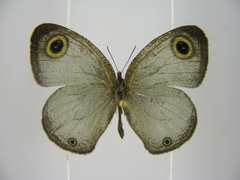 Ypthima albida albida