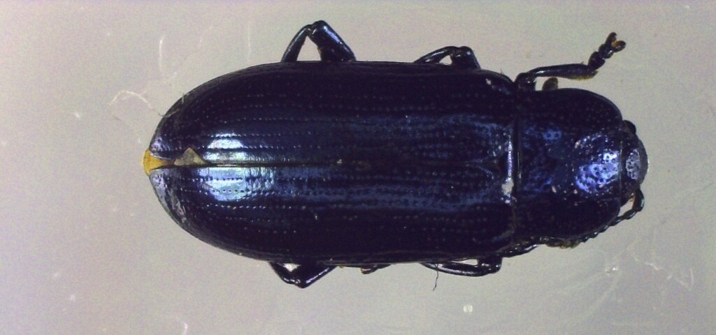 Brooklime Leaf Beetle