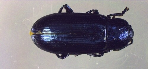 Brooklime Leaf Beetle