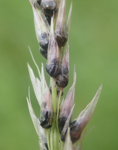 Ustilago perennans