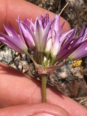 Allium fimbriatum