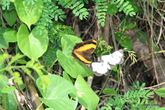 Yoma sabina