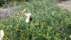 Capparis spinosa herbacea