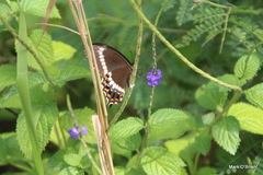 Papilio fuscus