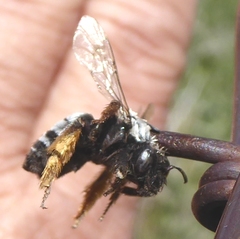 Eucera fulvitarsis