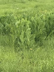 Plectocephalus americanus