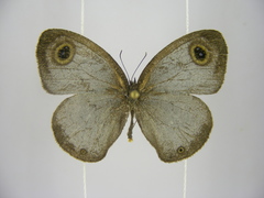 Ypthima albida albida