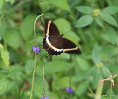 Papilio fuscus