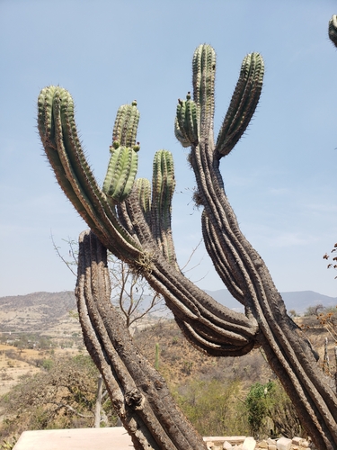 Foto de Chichipe