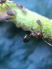 Crematogaster cerasi
