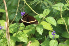 Papilio fuscus