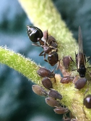 Crematogaster cerasi