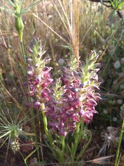 Anacamptis coriophora fragrans