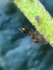 Crematogaster cerasi