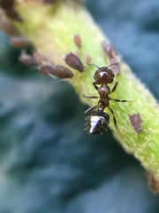 Crematogaster cerasi
