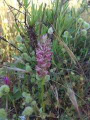 Anacamptis coriophora fragrans