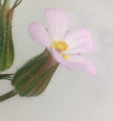 Geranium alboroseum, photograph Thomas Gyselinck, CC BY, iNaturalist via GBIF