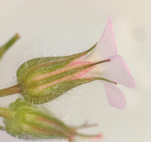 Geranium alboroseum, photograph 2