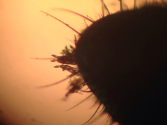 Fanniomyces ceratophorus image